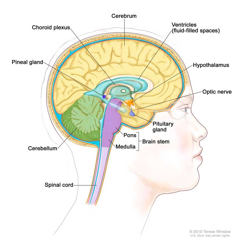 Comunicação telepática e a estrutura do cérebro